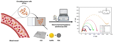 Graphical abstract: Electrochemical interface based on polydopamine and gold nanoparticles/reduced graphene oxide for impedimetric detection of lung cancer cells