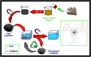 Graphical abstract: Bio-functionalized magnetic nanoparticles for cost-effective adsorption of U(vi): experimental and theoretical investigation