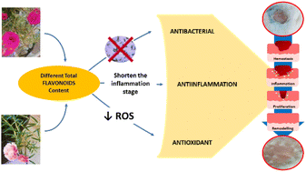 Graphical abstract: Wound healing activity and flavonoid contents of purslane (Portulaca grandiflora) of various varieties