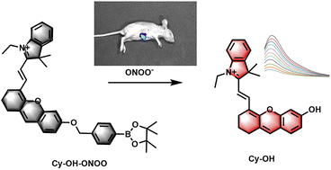 Graphical abstract: A near infrared fluorescent probe for rapid sensing of peroxynitrite in living cells and breast cancer mice