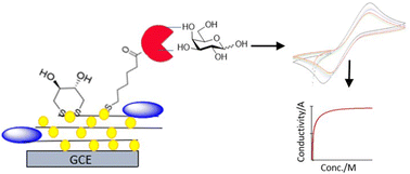Graphical abstract: Facile electrochemical affinity measurements of small and large molecules