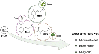 Graphical abstract: Biobased epoxy reactive diluents prepared from monophenol derivatives: effect on viscosity and glass transition temperature of epoxy resins