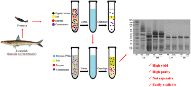 Graphical abstract: Partitioning and recovery of proteases from lizardfish (Saurida micropectoralis) stomach using combined phase partitioning systems and their storage stability