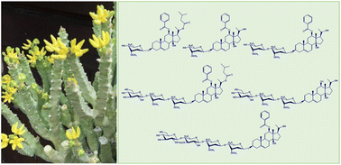 Graphical abstract: Quadrangulosides A–F: new pregnane glycosides from Caralluma quadrangula