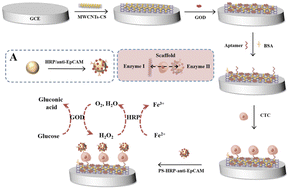Graphical abstract: Ultrasensitive electrochemical biosensor for detection of circulating tumor cells based on a highly efficient enzymatic cascade reaction