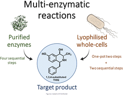Graphical abstract: Multi-enzyme catalysed processes using purified and whole-cell biocatalysts towards a 1,3,4-substituted tetrahydroisoquinoline