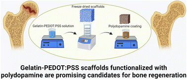 Graphical abstract: Mussel-inspired polydopamine decorated silane modified-electroconductive gelatin-PEDOT:PSS scaffolds for bone regeneration