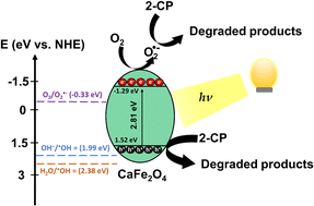 Graphical abstract: Photocatalytic removal of 2-chlorophenol from water by using waste eggshell-derived calcium ferrite