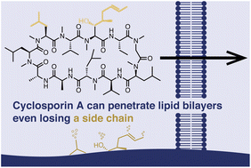 Graphical abstract: Each side chain of cyclosporin A is not essential for high passive permeability across lipid bilayers