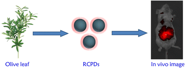 Graphical abstract: Preparation and in vivo imaging of NIR-emissive carbonized polymer dots derived from biomass olive leaves with a quantum yield of 71.4%