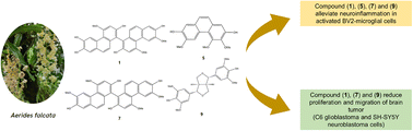 Graphical abstract: Potential role of a novel biphenanthrene derivative isolated from Aerides falcata in central nervous system diseases