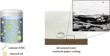 Graphical abstract: Cationic CNC-stabilized Pickering emulsions of linseed oil for hydrophobic coatings