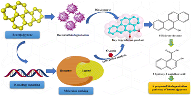 Graphical abstract: Biotransformation of benzo[a]pyrene by Pannonibacter sp. JPA3 and the degradation mechanism through the initially oxidized benzo[a]pyrene-4,5-dihydrodiol to downstream metabolites