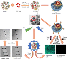 Graphical abstract: Insulin–cobalt core–shell nanoparticles for receptor-targeted bioimaging and diabetic wound healing