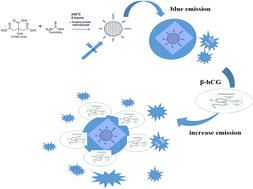 Graphical abstract: Highly selective optical sensor N/S-doped carbon quantum dots (CQDs) for the assessment of human chorionic gonadotropin β-hCG in the serum of breast and prostate cancer patients