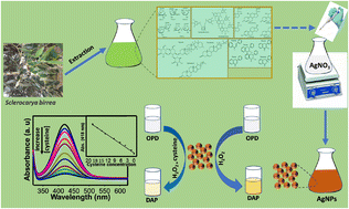 Graphical abstract: Peroxidase-like activity of biosynthesized silver nanoparticles for colorimetric detection of cysteine