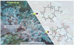 Graphical abstract: Sinulariaone A: a novel diterpenoid with a 13-membered carbocyclic skeleton from an octocoral Sinularia species