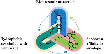 Graphical abstract: Sophorolipid-toluidine blue conjugates for improved antibacterial photodynamic therapy through high accumulation