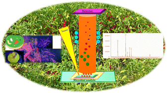 Graphical abstract: A systematic assessment of matrix-assisted laser desorption/ionization time of flight mass spectrometry (MALDI-TOF MS) application for rapid identification of pathogenic microbes that affect food crops: delivered and future deliverables