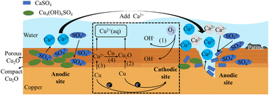 Graphical abstract: The influence of calcium on copper corrosion and its by-product release in drinking water