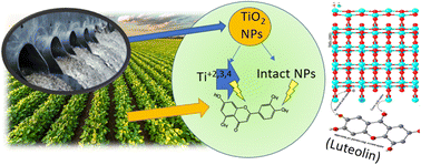 Graphical abstract: Environmental exposure and nanotoxicity of titanium dioxide nanoparticles in irrigation water with the flavonoid luteolin