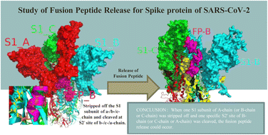 Graphical abstract: Study of fusion peptide release for the spike protein of SARS-CoV-2