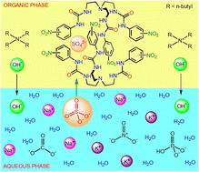 Graphical abstract: Anion-exchange facilitated selective extraction of sulfate and phosphate by overcoming the Hofmeister bias