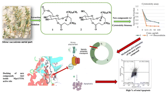 Graphical abstract: New cyclic glycolipids from Silene succulenta promote in vitro MCF-7 breast carcinoma cell apoptosis by cell cycle arrest and in silico mitotic Mps1/TTK inhibition