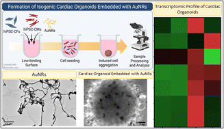Graphical abstract: Nanoengineering of gold nanoribbon-embedded isogenic stem cell-derived cardiac organoids
