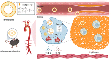 Graphical abstract: Synthetic ditempolphosphatidylcholine liposome-like nanoparticles for anti-oxidative therapy of atherosclerosis