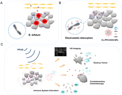 Graphical abstract: Tumor-homing bacterium-adsorbed liposomes encapsulating perfluorohexane/doxorubicin enhance pulsed-focused ultrasound for tumor therapy