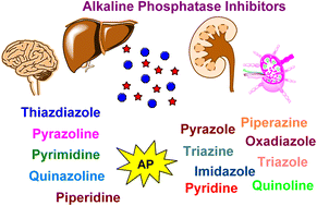 Graphical abstract: Current status of N-, O-, S-heterocycles as potential alkaline phosphatase inhibitors: a medicinal chemistry overview