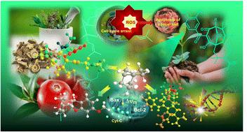 Graphical abstract: Different routes for the construction of biologically active diversely functionalized bicyclo[3.3.1]nonanes: an exploration of new perspectives for anticancer chemotherapeutics