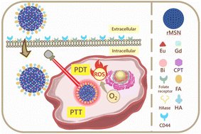 Graphical abstract: Mesoporous silica nanoparticles with dual-targeting agricultural sources for enhanced cancer treatment via tritherapy