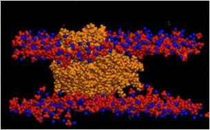 Graphical abstract: Polydots, soft nanoparticles, at membrane interfaces