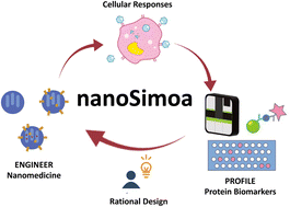 Graphical abstract: Integrated pipeline for ultrasensitive protein detection in cancer nanomedicine