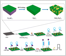 Graphical abstract: In situ growth of TiO2/Ti3C2 MXene Schottky heterojunction as a highly sensitive photoelectrochemical biosensor for DNA detection