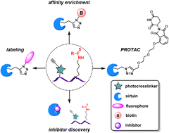 Graphical abstract: Multifunctional activity-based chemical probes for sirtuins