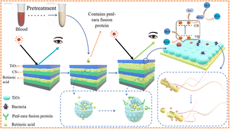 Graphical abstract: Preparation of chitosan/retinoic acid @ nanocapsules/TiO2 self-cleaning one-dimensional photonic crystals and the study of the visual detection of acute promyelocytic leukemia