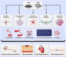 Graphical abstract: Carbon dots with tissue engineering and regenerative medicine applications