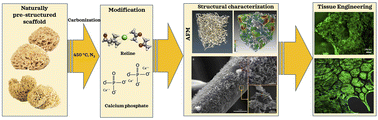 Graphical abstract: Deep eutectic solvent-assisted fabrication of bioinspired 3D carbon–calcium phosphate scaffolds for bone tissue engineering