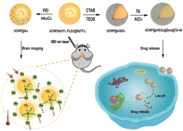 Graphical abstract: Engineered rare-earth nanomaterials for fluorescence imaging and therapy