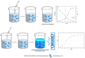 Graphical abstract: Hydrocarbon degradation strategy and pyoverdine production using the salt tolerant Antarctic bacterium Marinomonas sp. ef1.