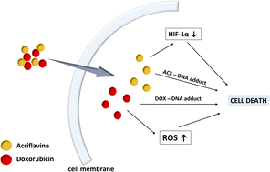 Graphical abstract: Is acriflavine an efficient co-drug in chemotherapy?