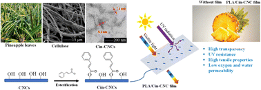 Graphical abstract: Functionalization of cellulose nanocrystals extracted from pineapple leaves as a UV-absorbing agent in poly(lactic acid)