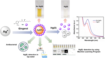 Graphical abstract: Gingerol extract-stabilized silver nanoparticles and their applications: colorimetric and machine learning-based sensing of Hg(ii) and antibacterial properties