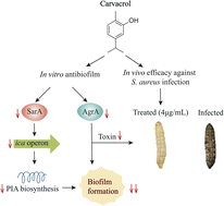 Graphical abstract: Carvacrol inhibits bacterial polysaccharide intracellular adhesin synthesis and biofilm formation of mucoid Staphylococcus aureus: an in vitro and in vivo study