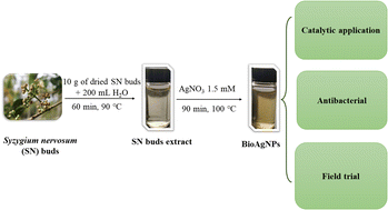 Graphical abstract: Stable biogenic silver nanoparticles from Syzygium nervosum bud extract for enhanced catalytic, antibacterial and antifungal properties