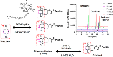 Graphical abstract: Radiolabelling of peptides with tetrazine ligation based on the inverse electron-demand Diels–Alder reaction: rapid, catalyst-free and mild conversion of 1,4-dihydropyridazines to pyridazines