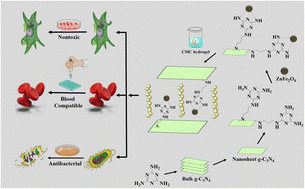 Graphical abstract: A novel nanocomposite containing zinc ferrite nanoparticles embedded in carboxymethylcellulose hydrogel plus carbon nitride nanosheets with multifunctional bioactivity